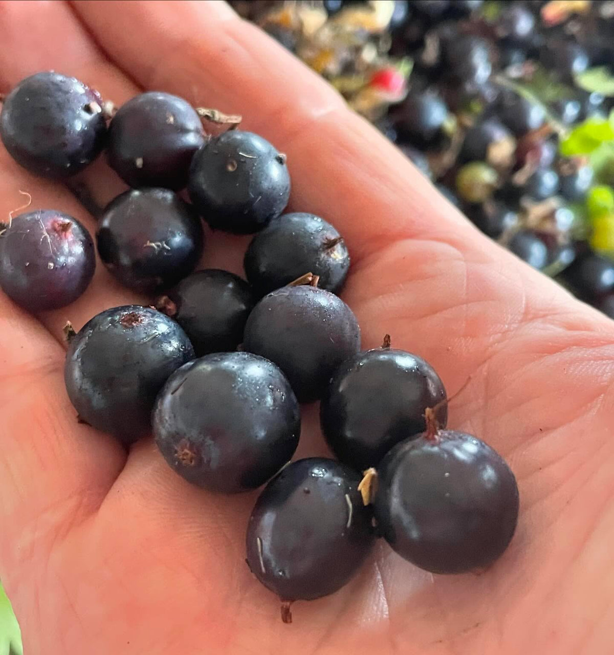 had to check, 3g is about the largest currant I’ve ever seen, image 2 of 5