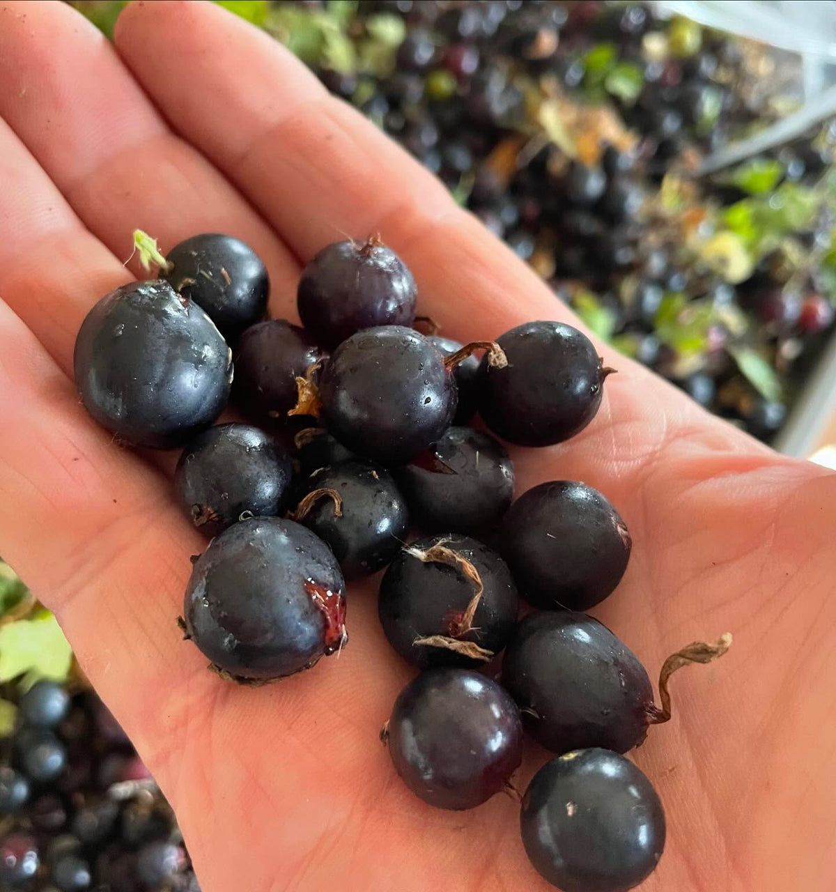 had to check, 3g is about the largest currant I’ve ever seen, image 3 of 5