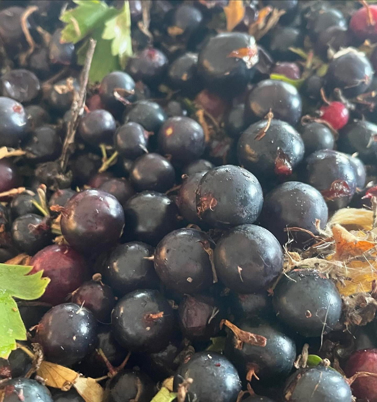 had to check, 3g is about the largest currant I’ve ever seen, image 4 of 5
