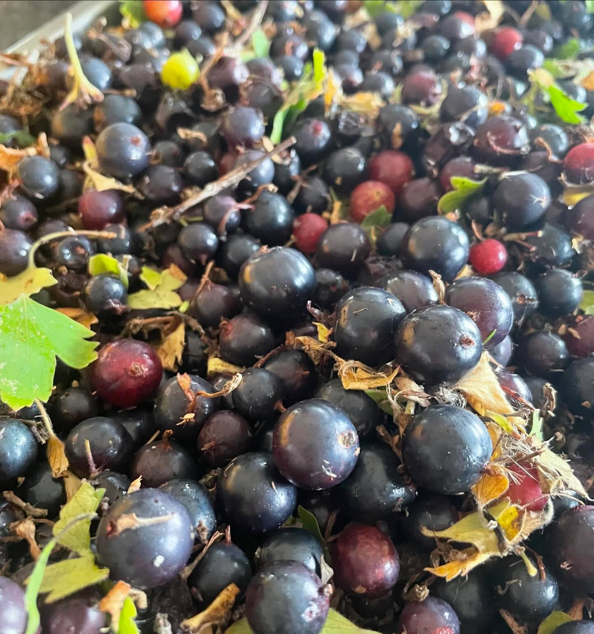 had to check, 3g is about the largest currant I’ve ever seen, image 5 of 5