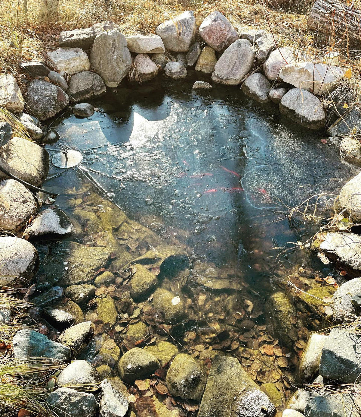 half inch of ice on the pond this morning, we hit -14c last night