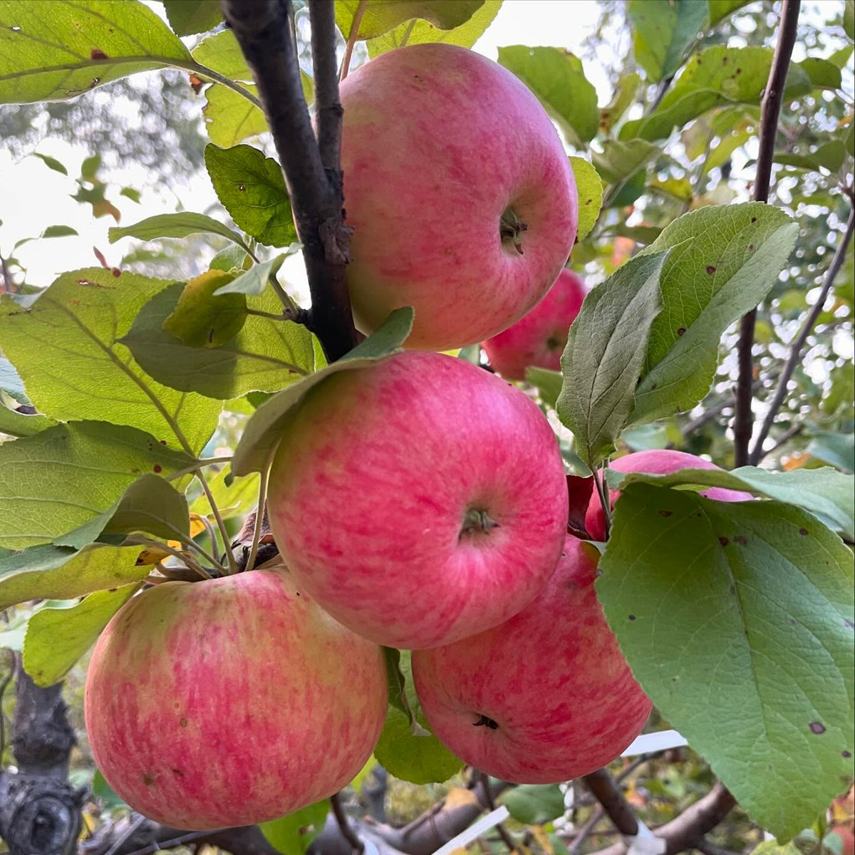 hall’s pink apple, ripens in october which is late for us but it’s been fully cold hardy here, image 1 of 3