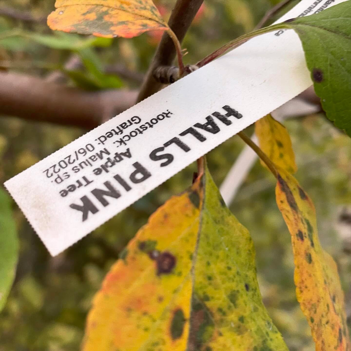 hall’s pink apple, ripens in october which is late for us but it’s been fully cold hardy here, image 2 of 3
