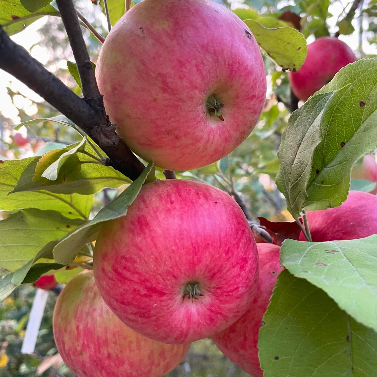 hall’s pink apple, ripens in october which is late for us but it’s been fully cold hardy here, image 3 of 3