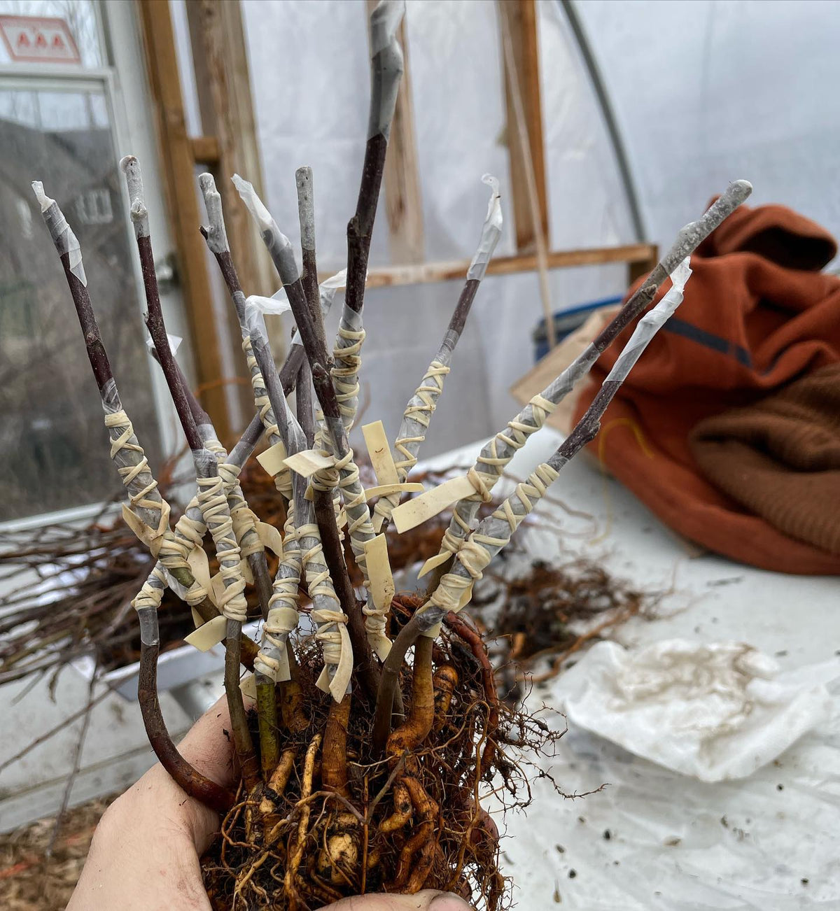handful of bench grafted apples on seedling rootstocks