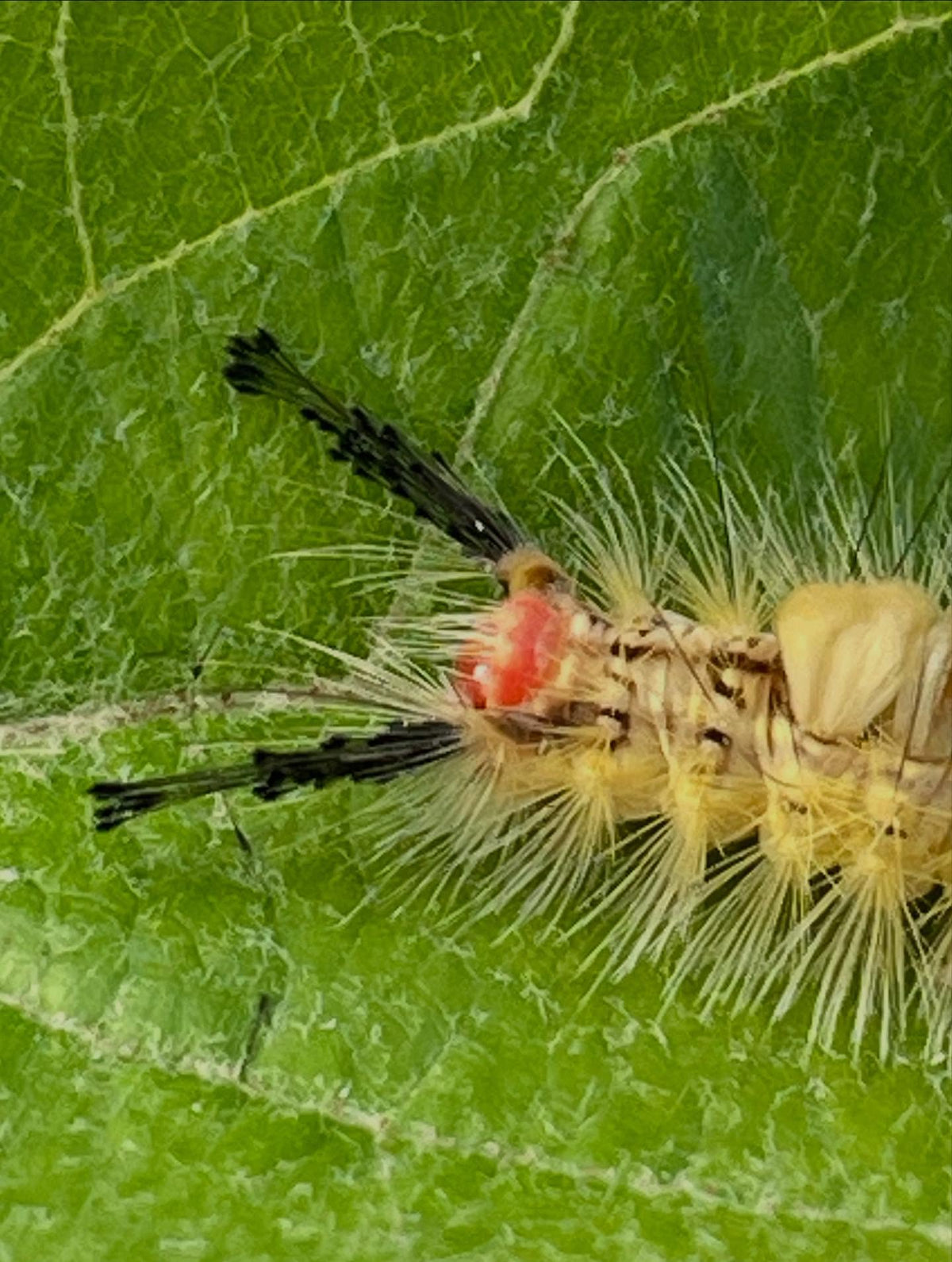 hanging out on an fruit tree leaf, image 1 of 3