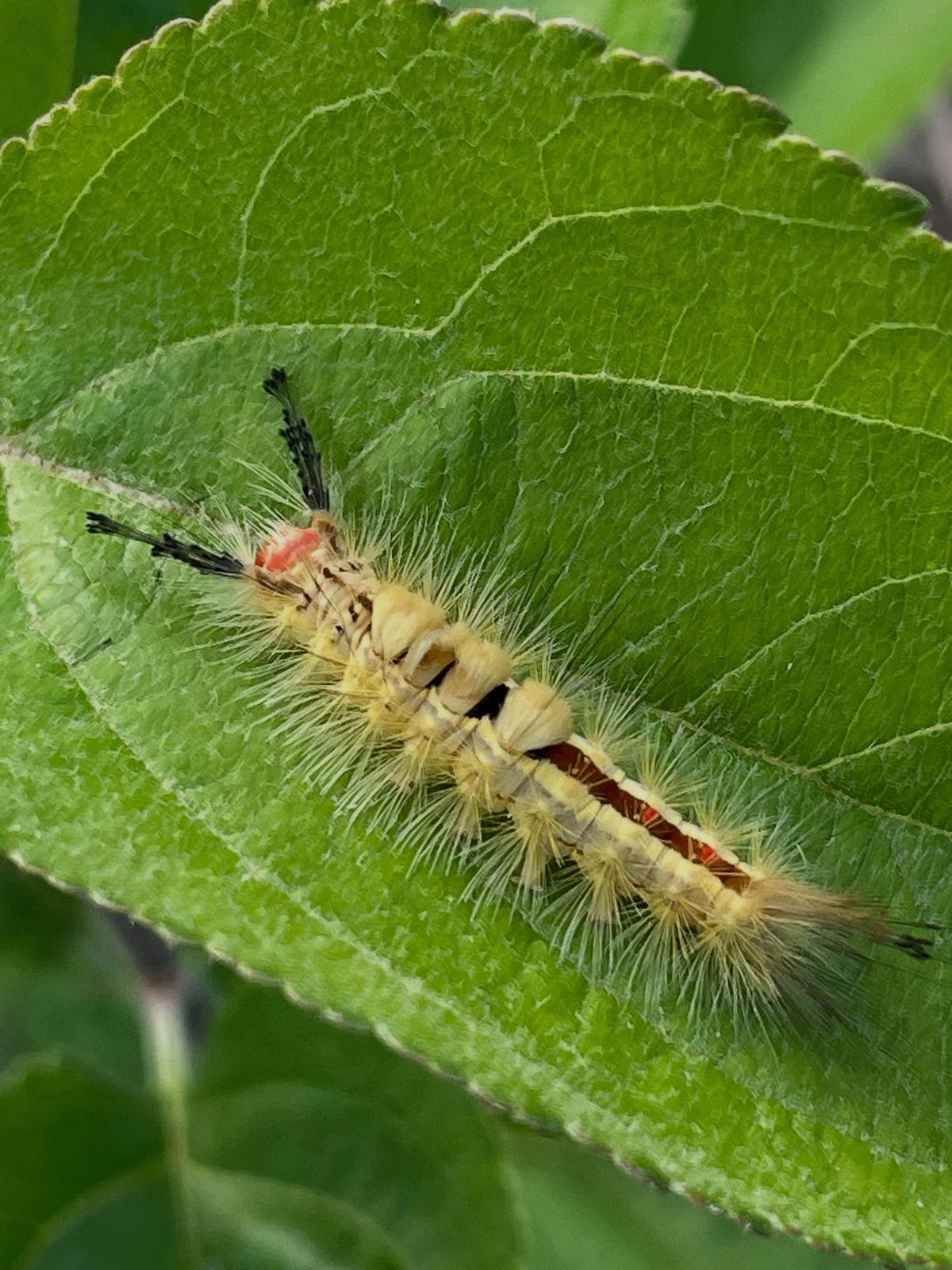 hanging out on an fruit tree leaf, image 2 of 3