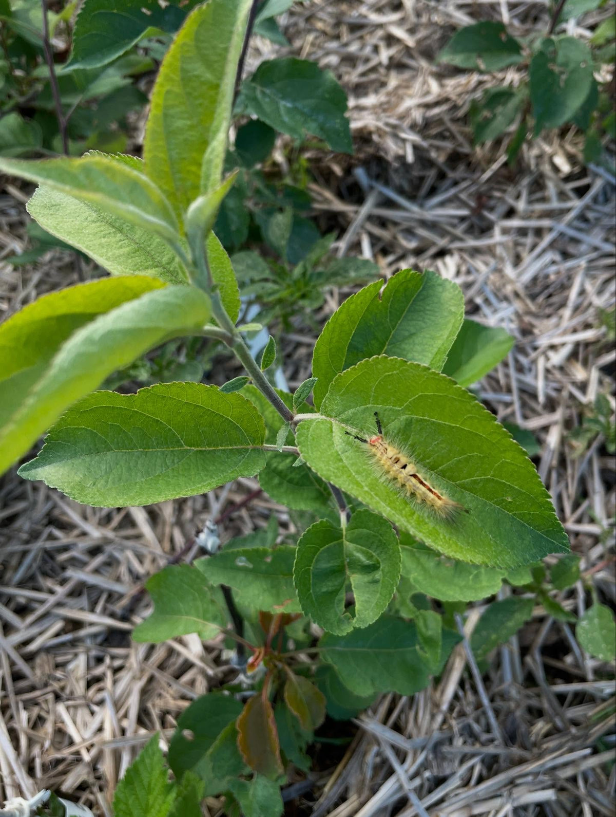 hanging out on an fruit tree leaf, image 3 of 3