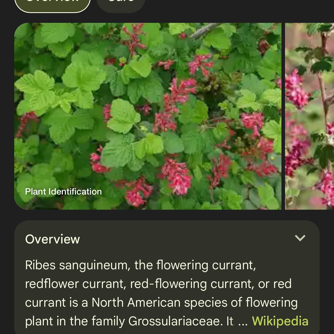 happy to see twisp river, a red flowering currant survived the winter with good snow cover, image 3 of 3