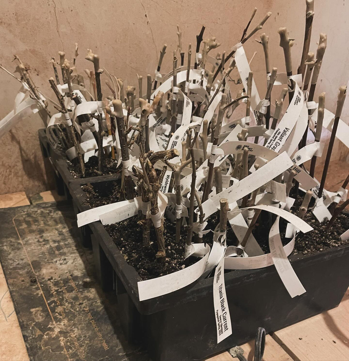 hardwood cuttings in a cold room on bottom heat