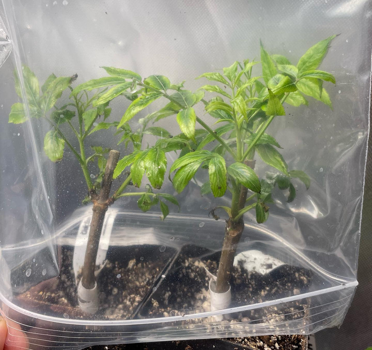 hardwood cuttings in bags to hold onto moisture, image 1 of 3