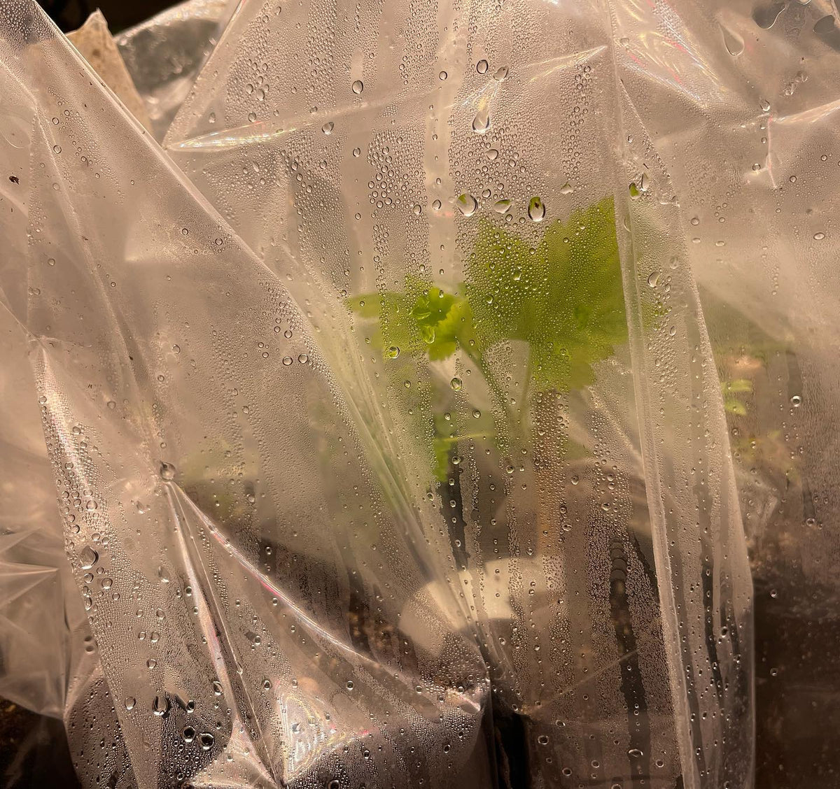 hardwood cuttings in bags to hold onto moisture, image 2 of 3