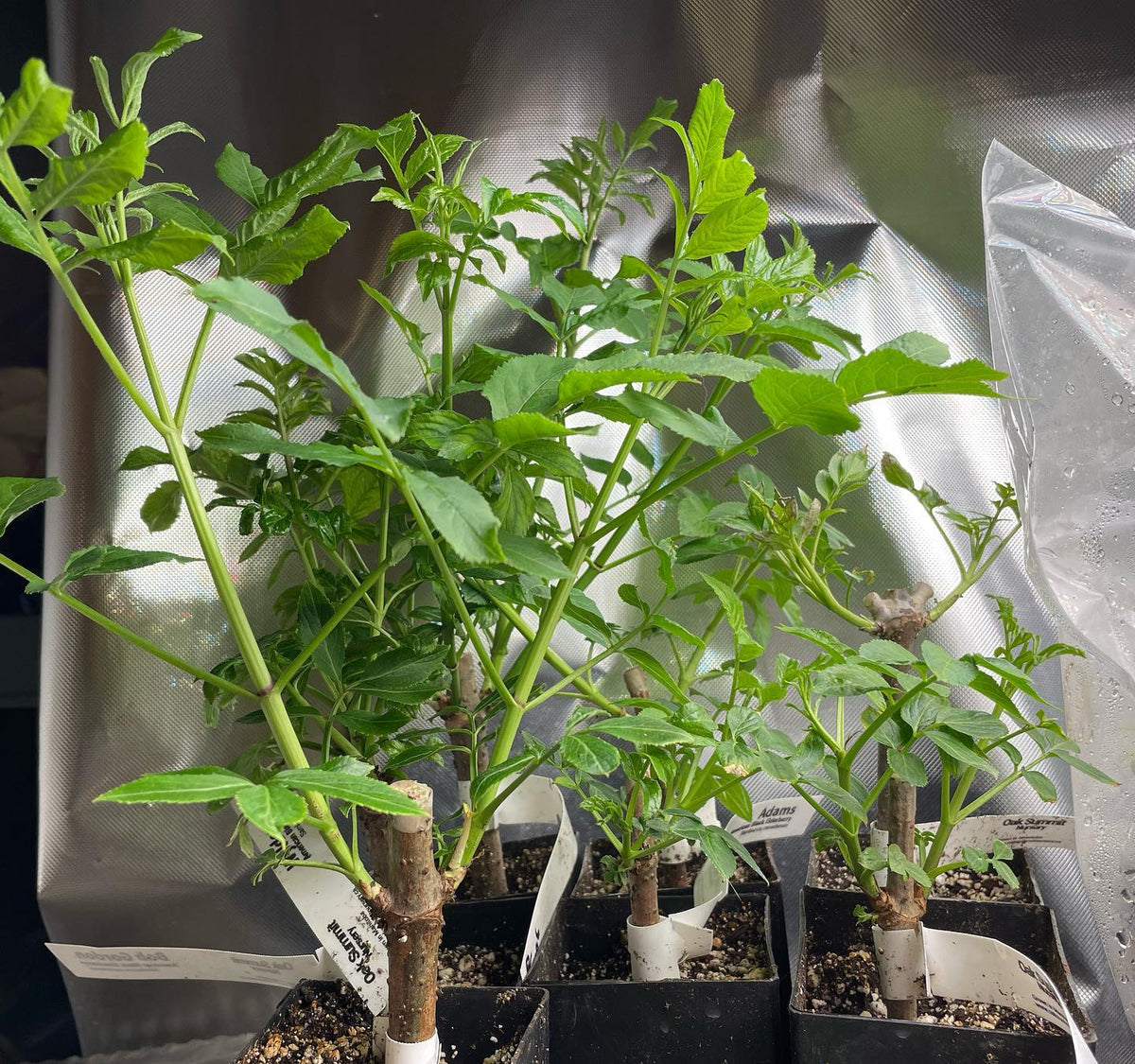 hardwood cuttings in bags to hold onto moisture, image 3 of 3