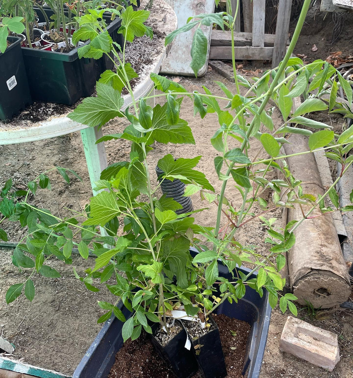 hardwood cuttings started inside, a few ft of growth