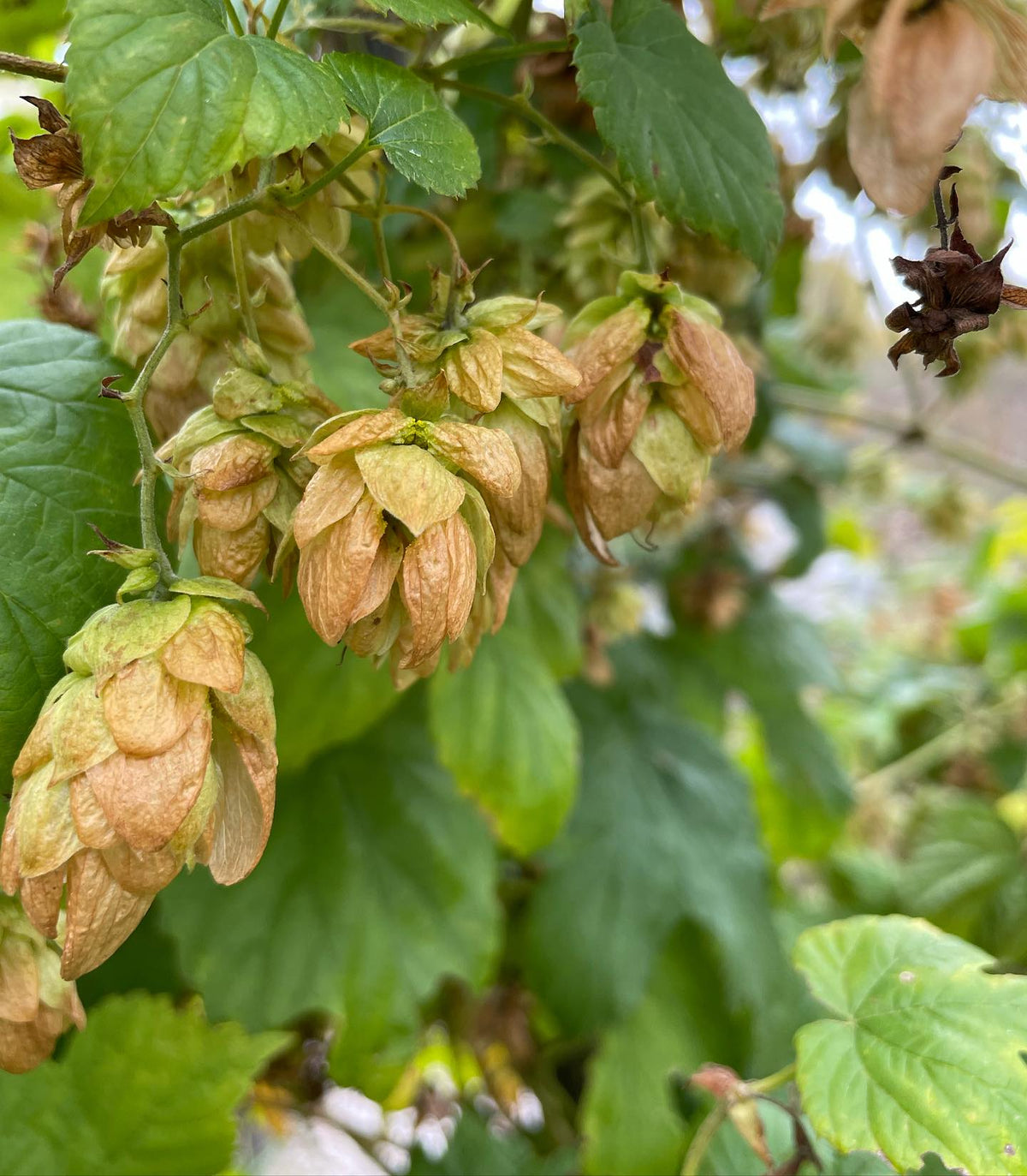 harvested hops this week, mostly for seed