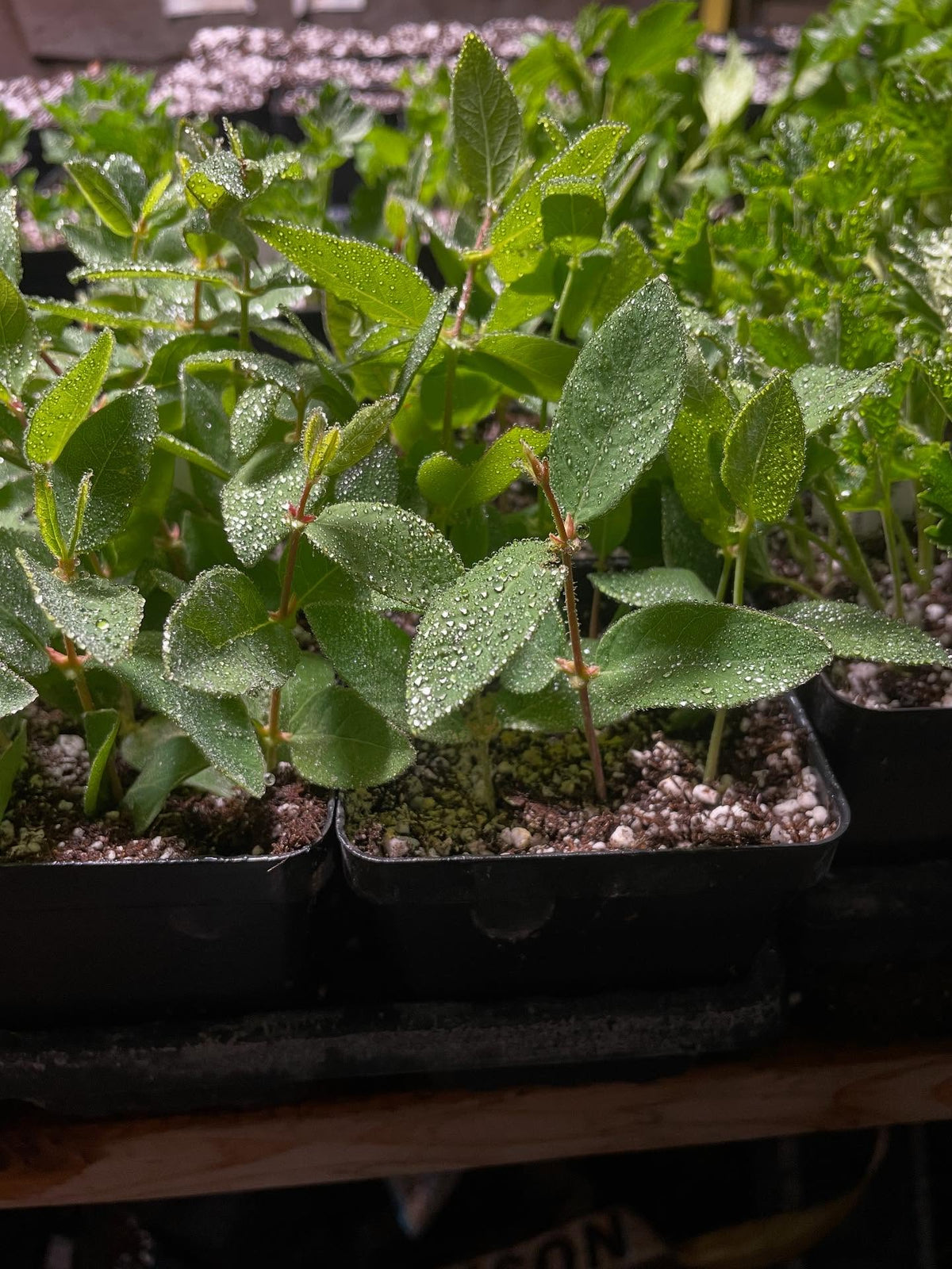 haskap, currant, gooseberry cuttings under mist, image 1 of 3