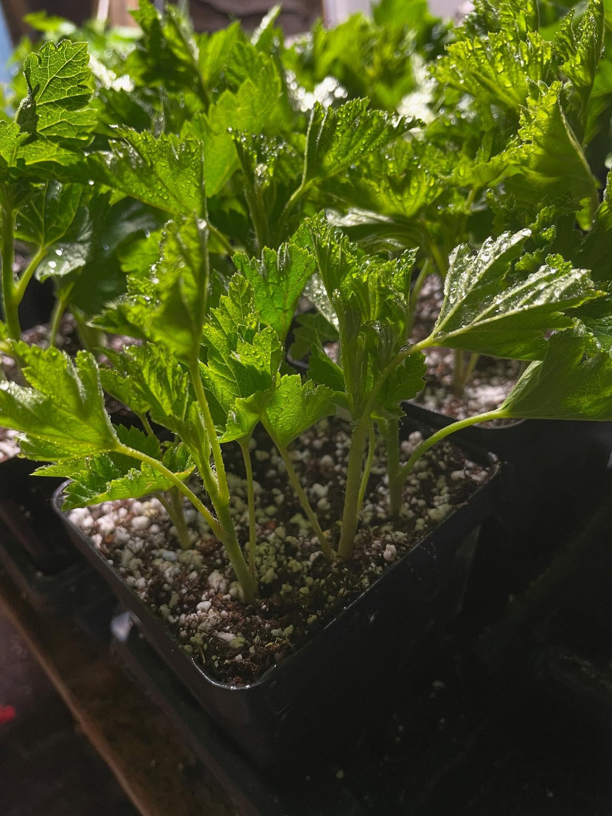 haskap, currant, gooseberry cuttings under mist, image 2 of 3