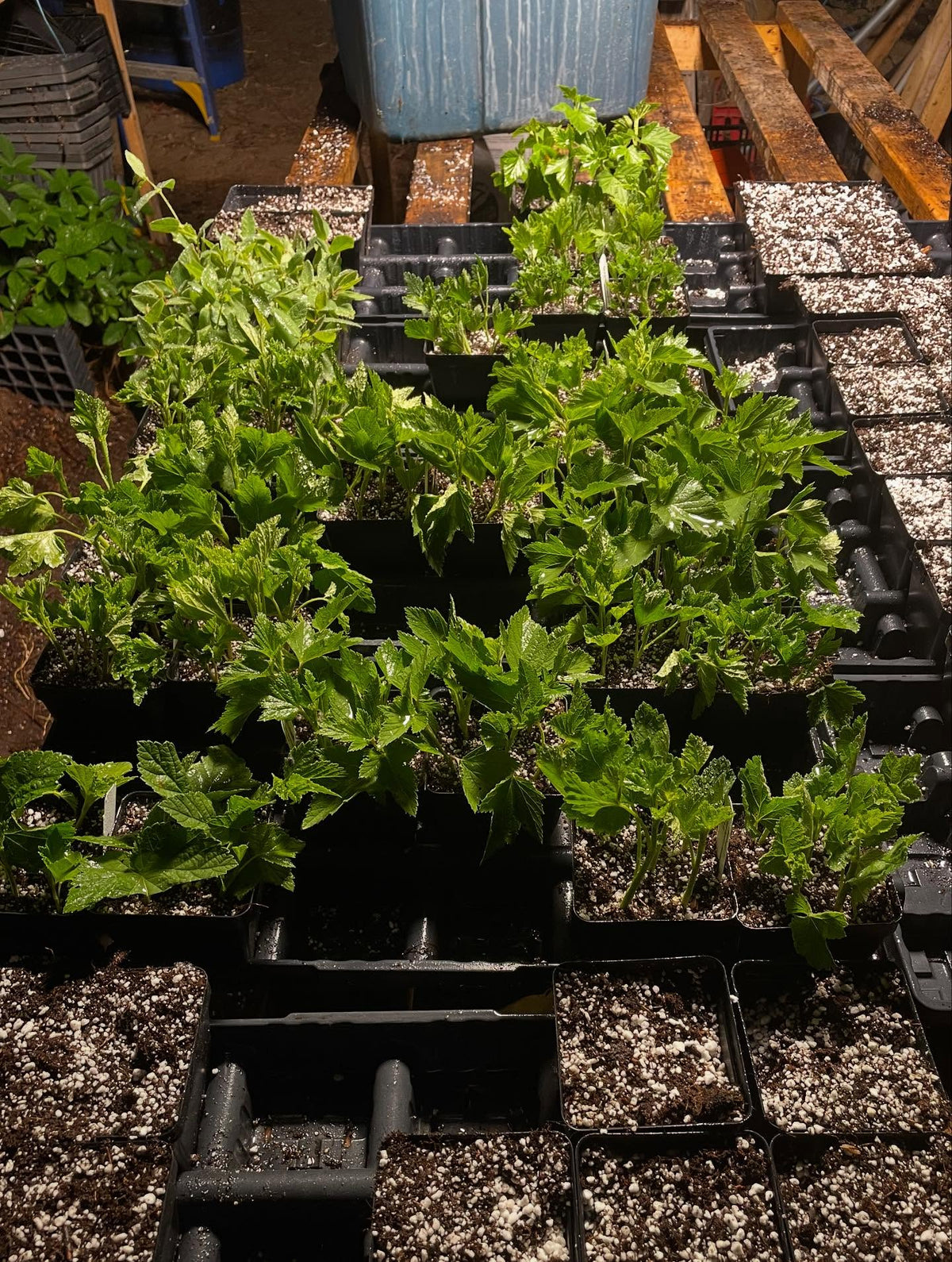 haskap, currant, gooseberry cuttings under mist, image 3 of 3