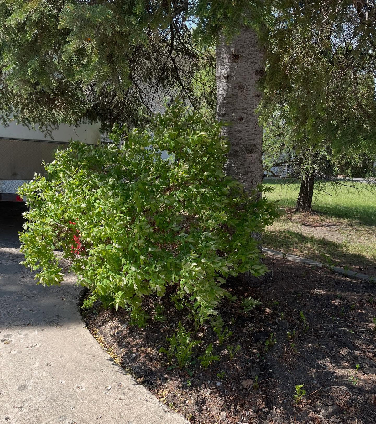 haskap growing well in part shade right under the boughs of a spruce, image 1 of 2