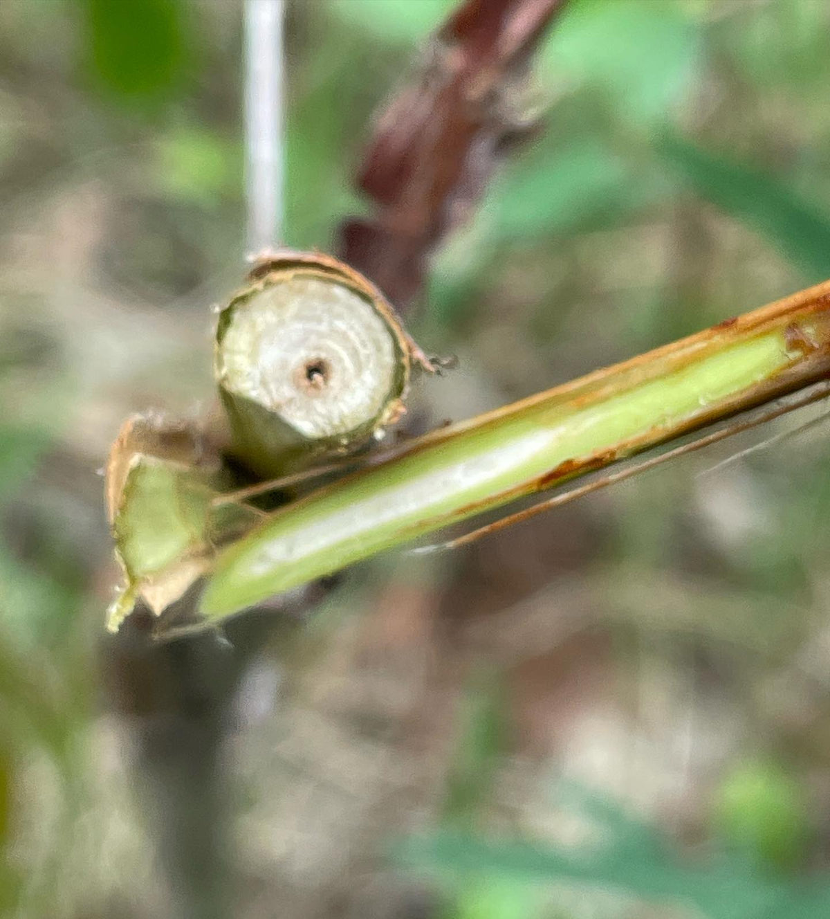 haskap / honey berry grafted onto wild honeysuckle, image 1 of 4