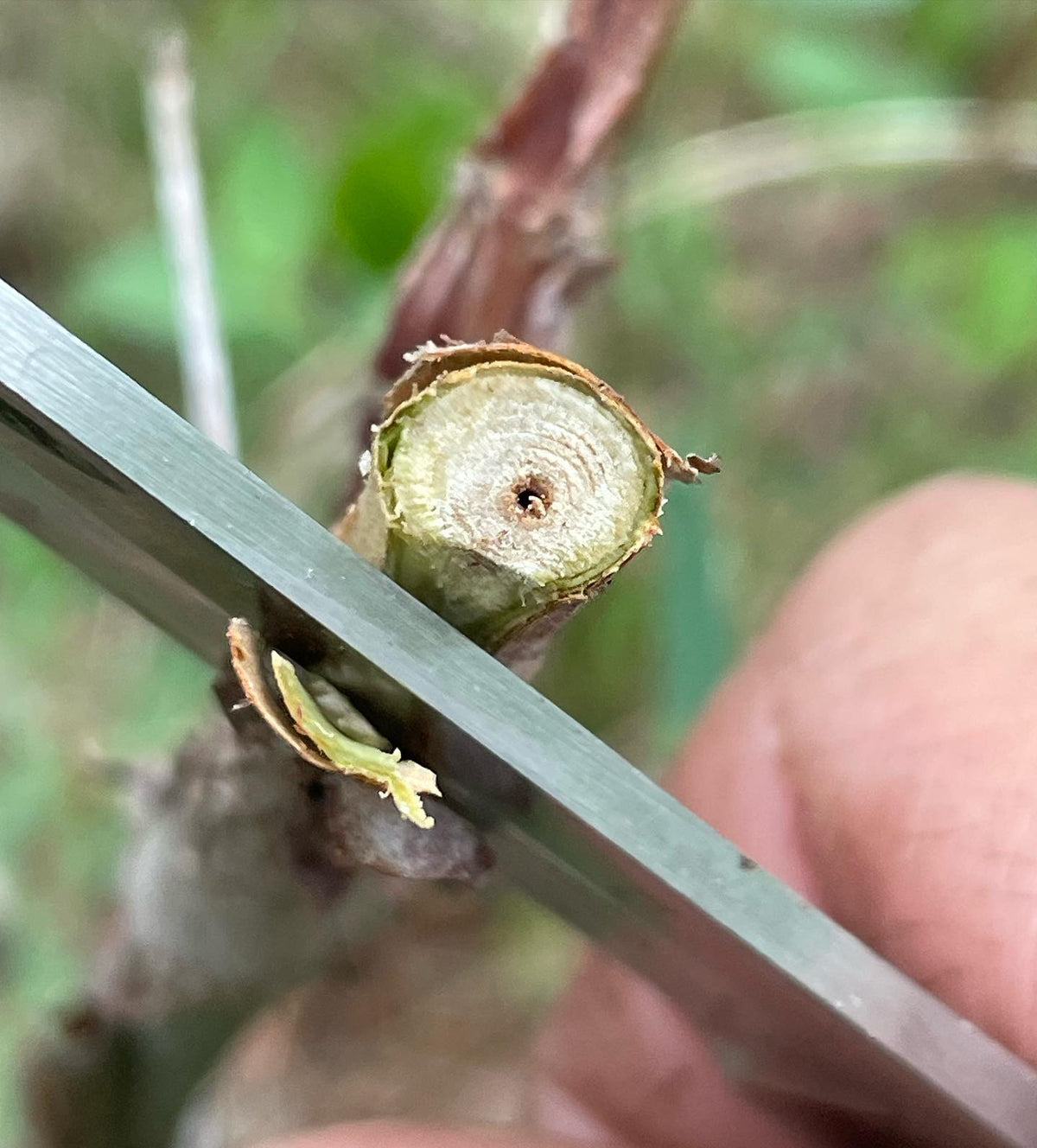 haskap / honey berry grafted onto wild honeysuckle, image 2 of 4