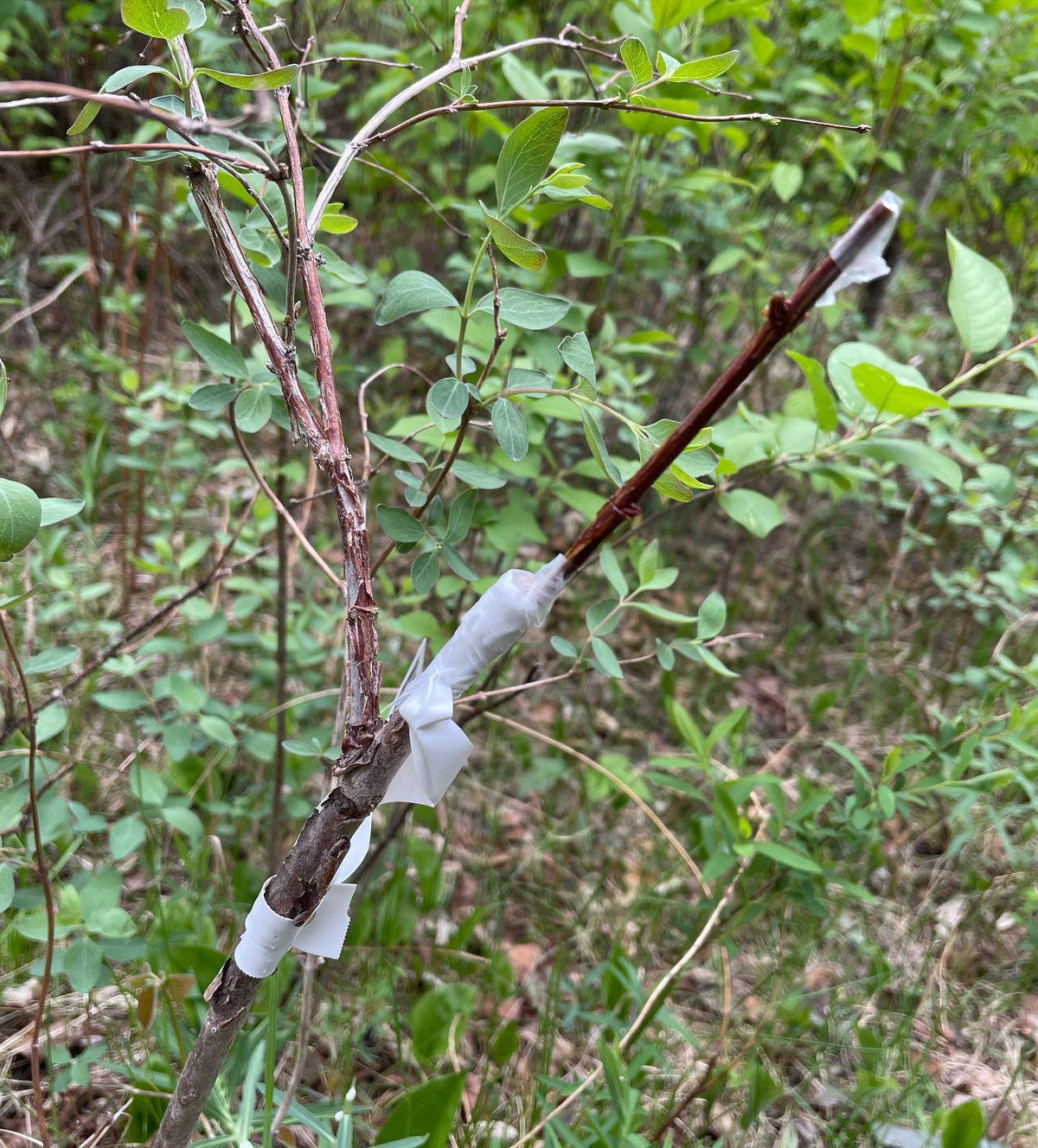 haskap / honey berry grafted onto wild honeysuckle, image 3 of 4