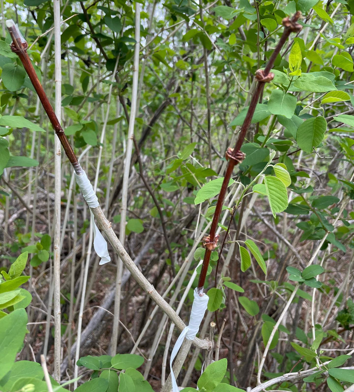 haskap / honey berry grafted onto wild honeysuckle, image 4 of 4