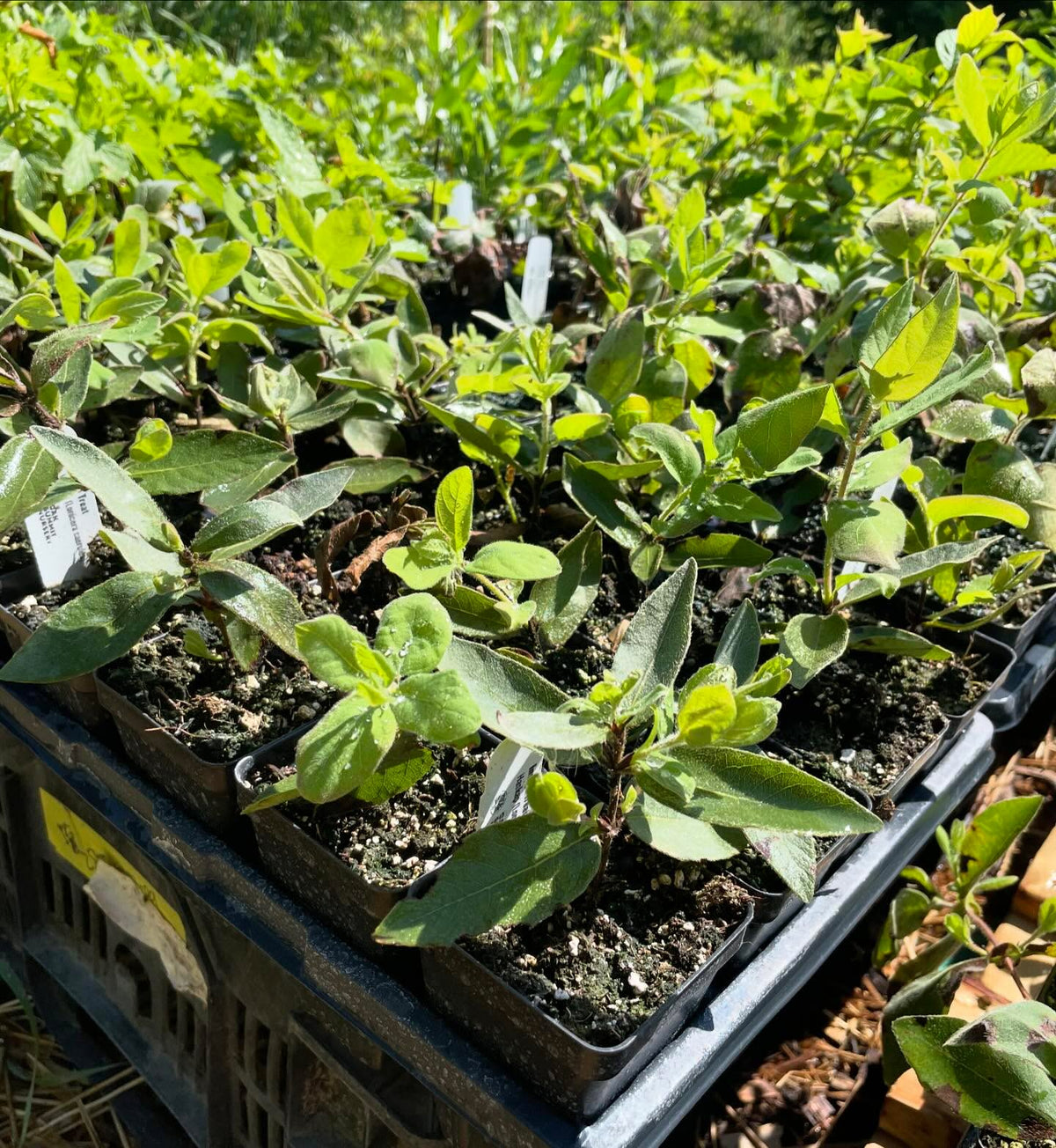 haskap starting some new leaves after rooting, image 1 of 2