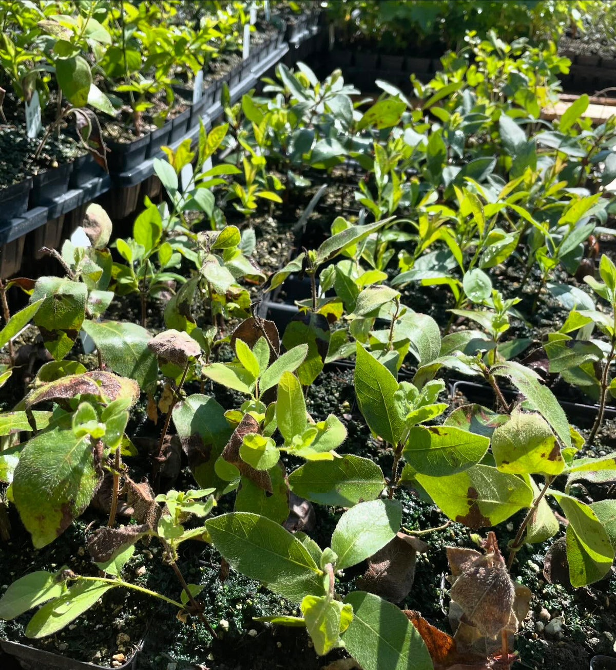 haskap starting some new leaves after rooting, image 2 of 2