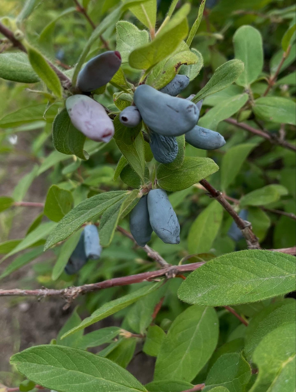 haskap upick, old bushes gallons of fruit, image 2 of 4