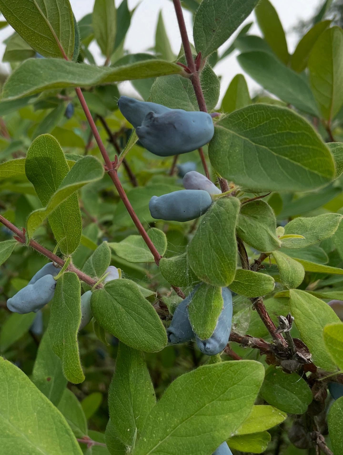 haskap upick, old bushes gallons of fruit, image 3 of 4