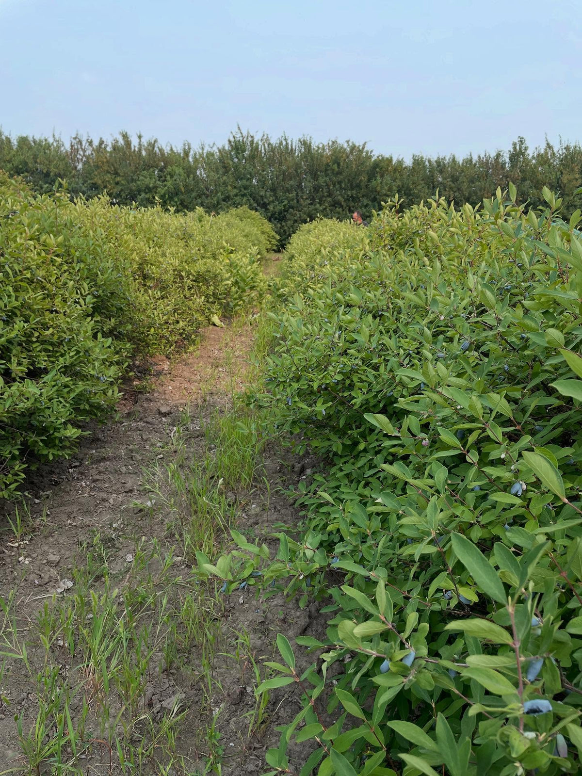 haskap upick, old bushes gallons of fruit, image 4 of 4