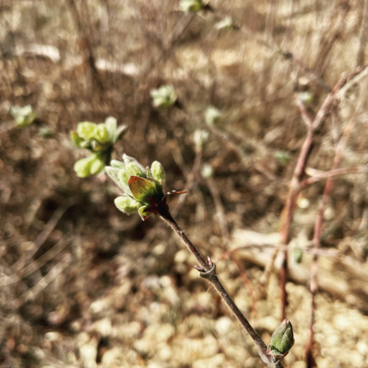 haskaps are the first bushes to leaf out in the orchard #haskap #honeyberries