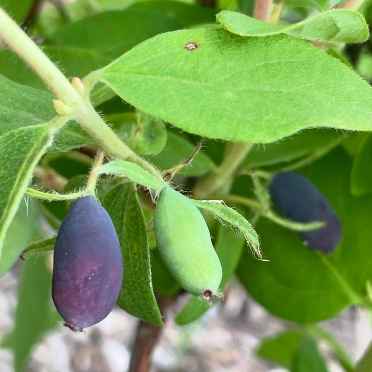 haskaps just starting to ripen, these are indigo gem and indigio treat, image 1 of 2