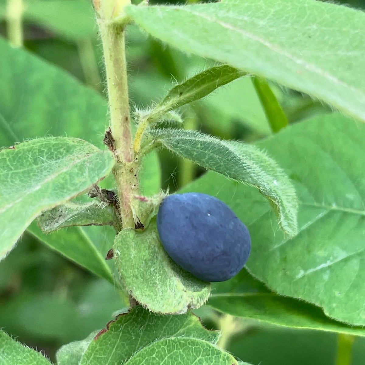 haskaps just starting to ripen, these are indigo gem and indigio treat, image 2 of 2