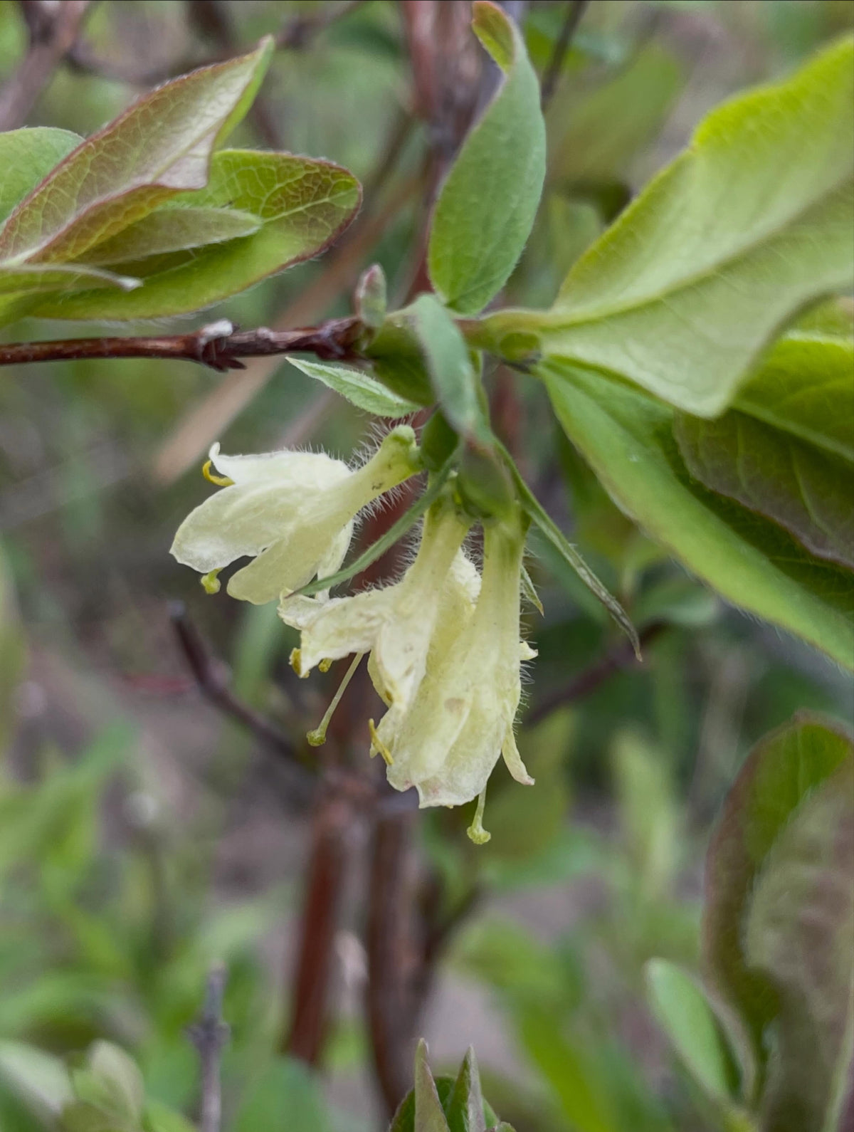haskaps need two bushes to cross pollinate, different cultivars have some variation in the flowering time so you want, image 1 of 4