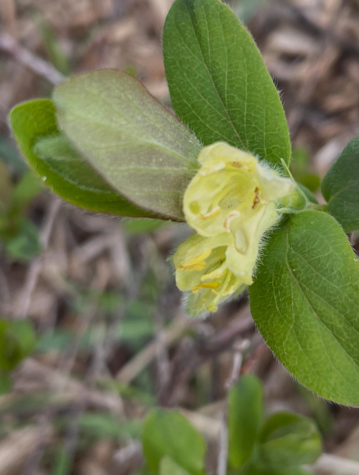 haskaps need two bushes to cross pollinate, different cultivars have some variation in the flowering time so you want, image 2 of 4