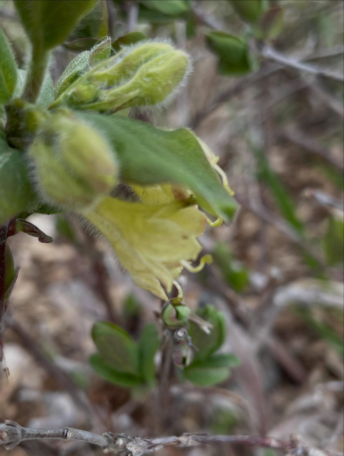 haskaps need two bushes to cross pollinate, different cultivars have some variation in the flowering time so you want, image 3 of 4