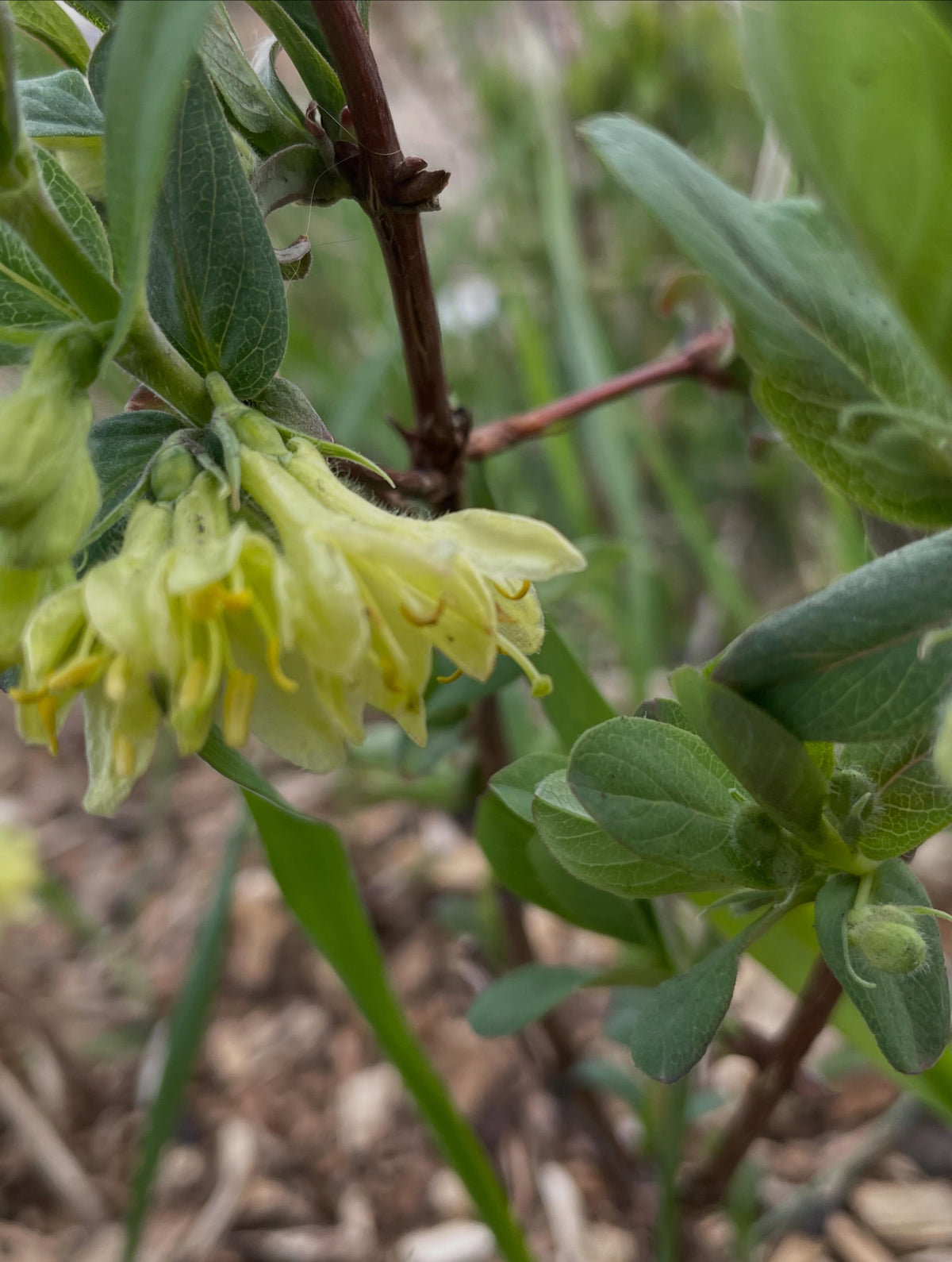 haskaps need two bushes to cross pollinate, different cultivars have some variation in the flowering time so you want, image 4 of 4