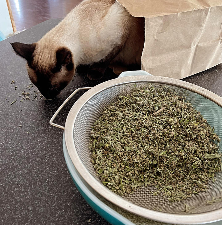 haven helping while I clean the catnip seeds #catnip #seedsaving