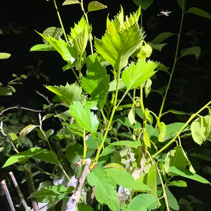 hawthorn grafted onto saskatoon, image 1 of 4