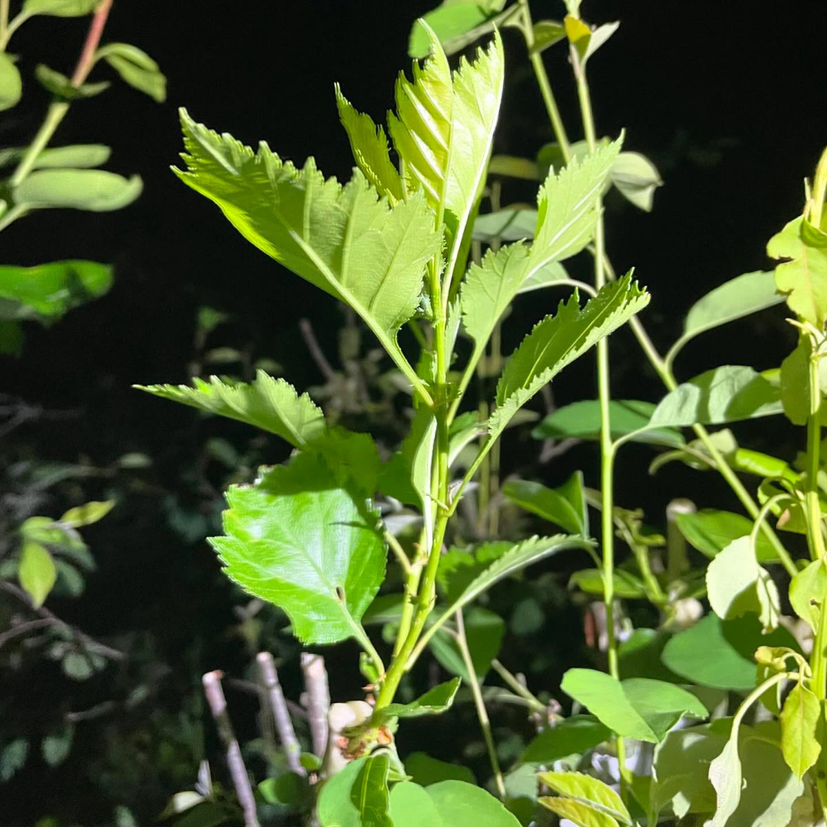 hawthorn grafted onto saskatoon, image 3 of 4