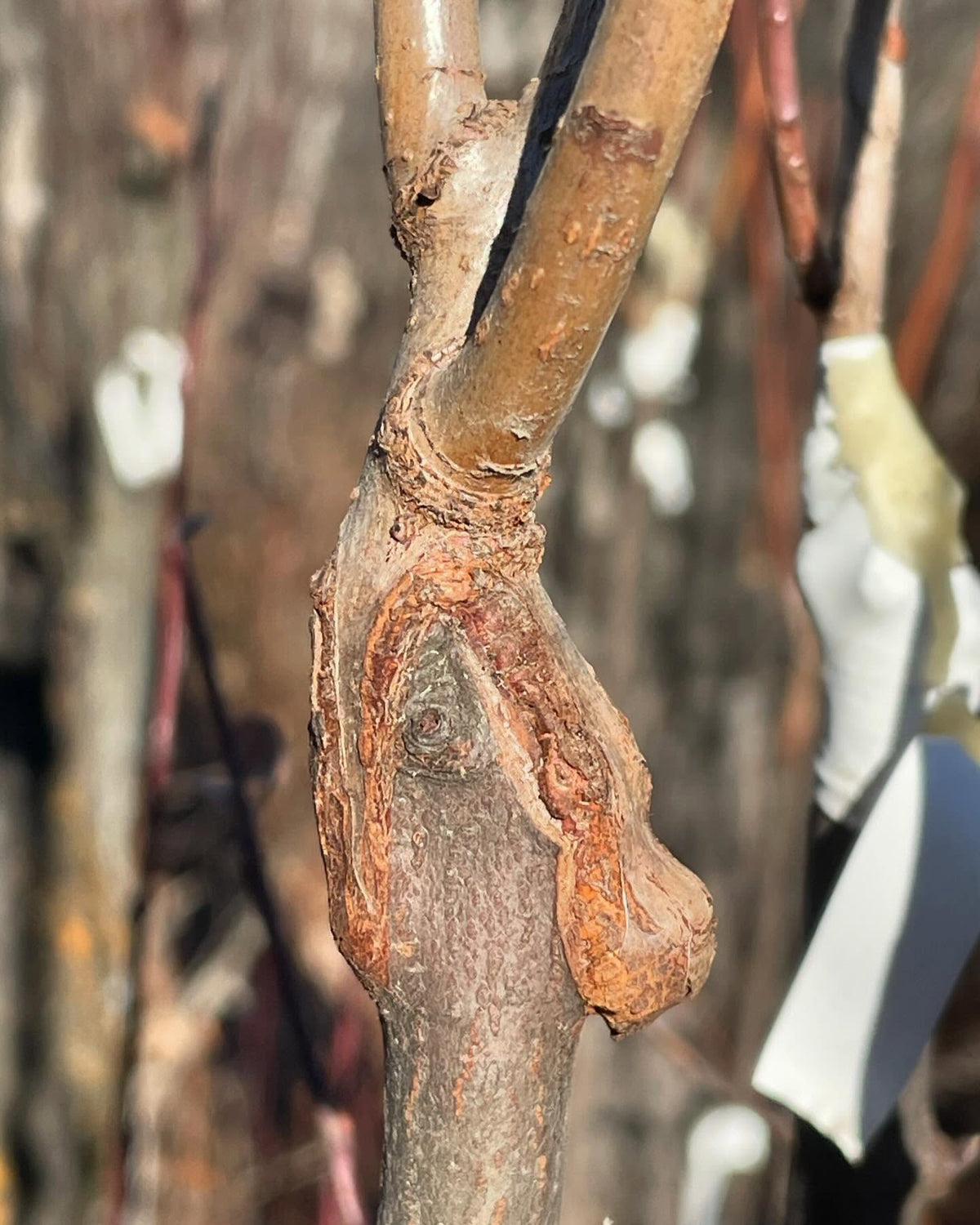 hawthorn grafted to saskatoon