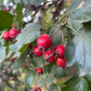 Aubépine (Crataegus sp.) - Arbre fruitier indigène - 50+ graines