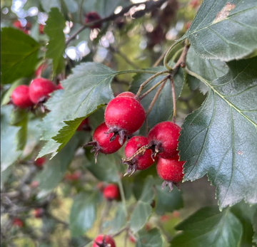 Espino (Crataegus sp.) - Árbol frutal nativo - Más de 50 semillas