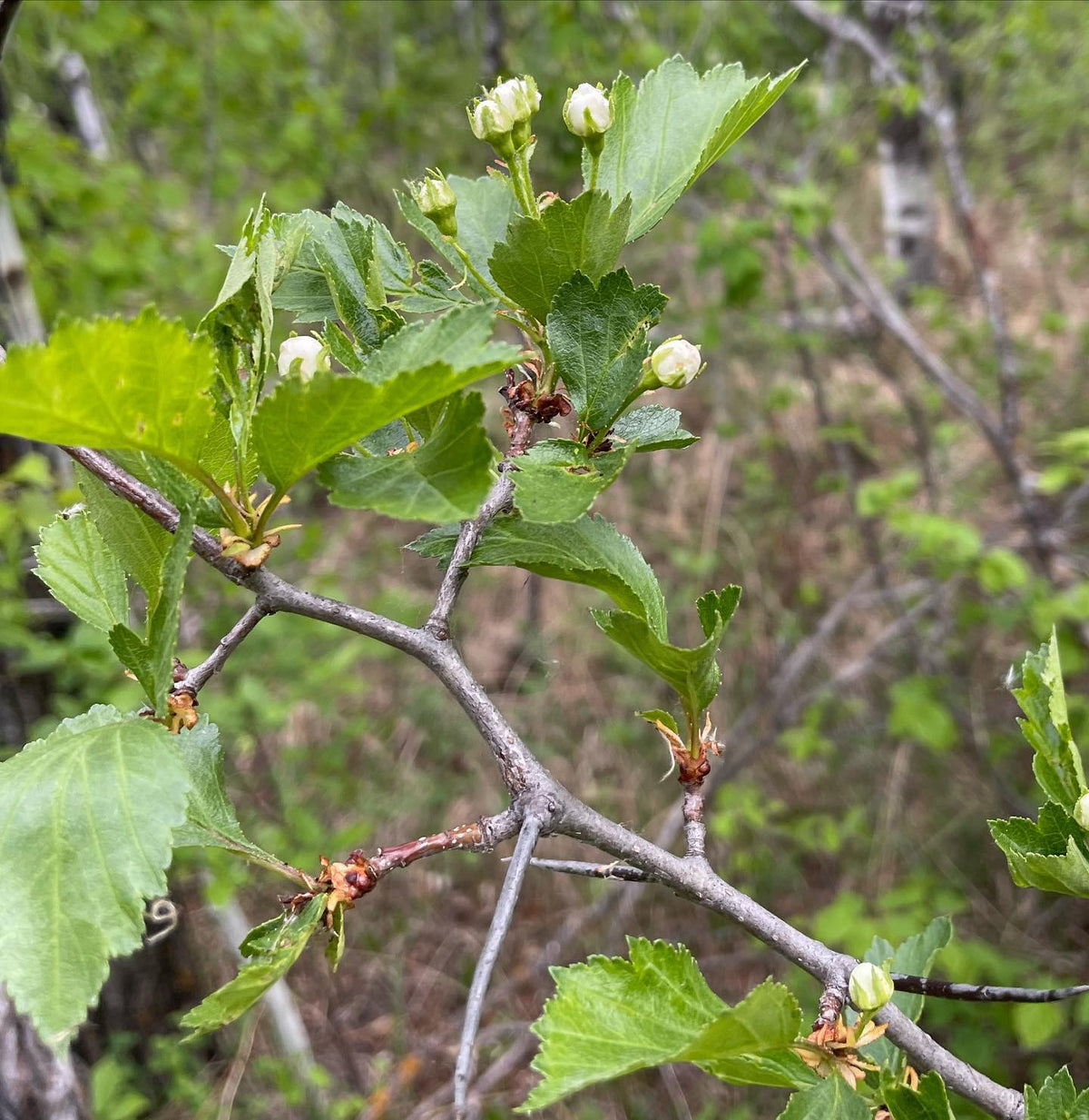 Hawthorne just about to flower, image 1 of 2