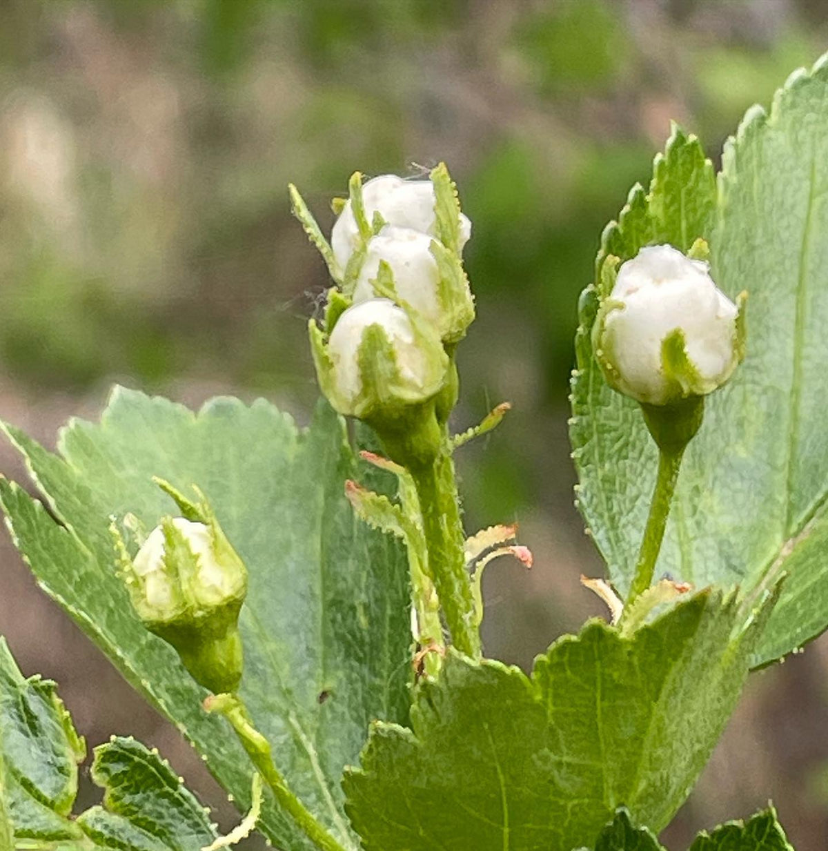 Hawthorne just about to flower, image 2 of 2