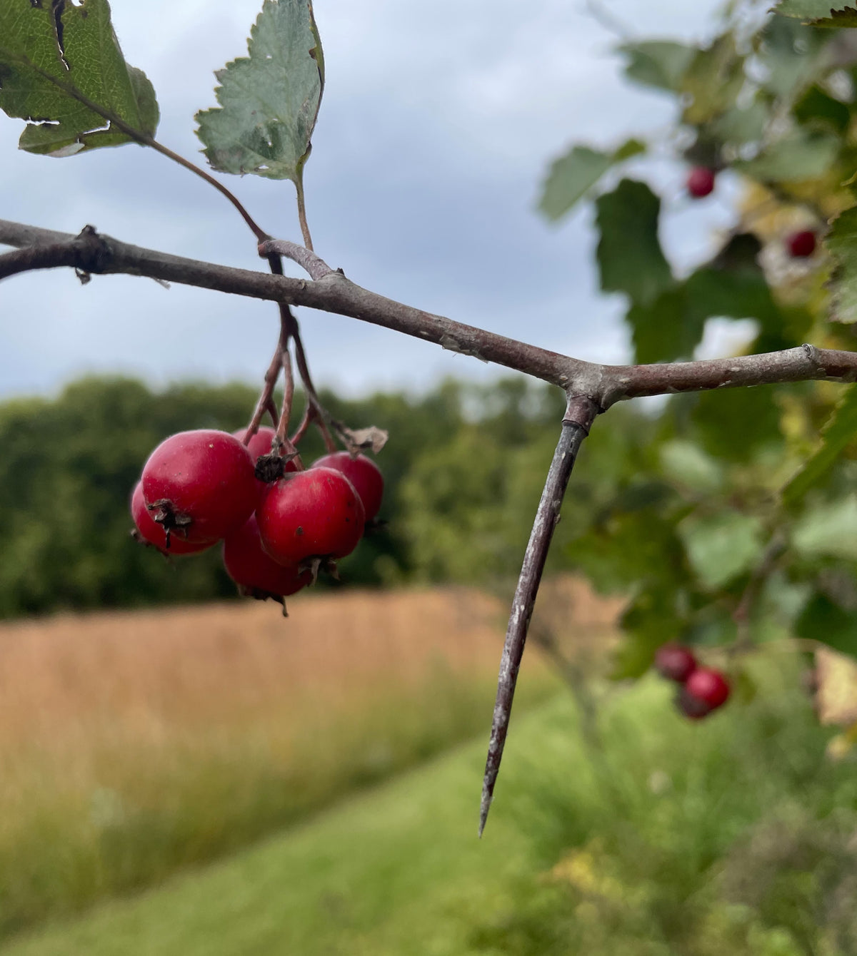 Two red hawthorn fruits beside a long straight thorn