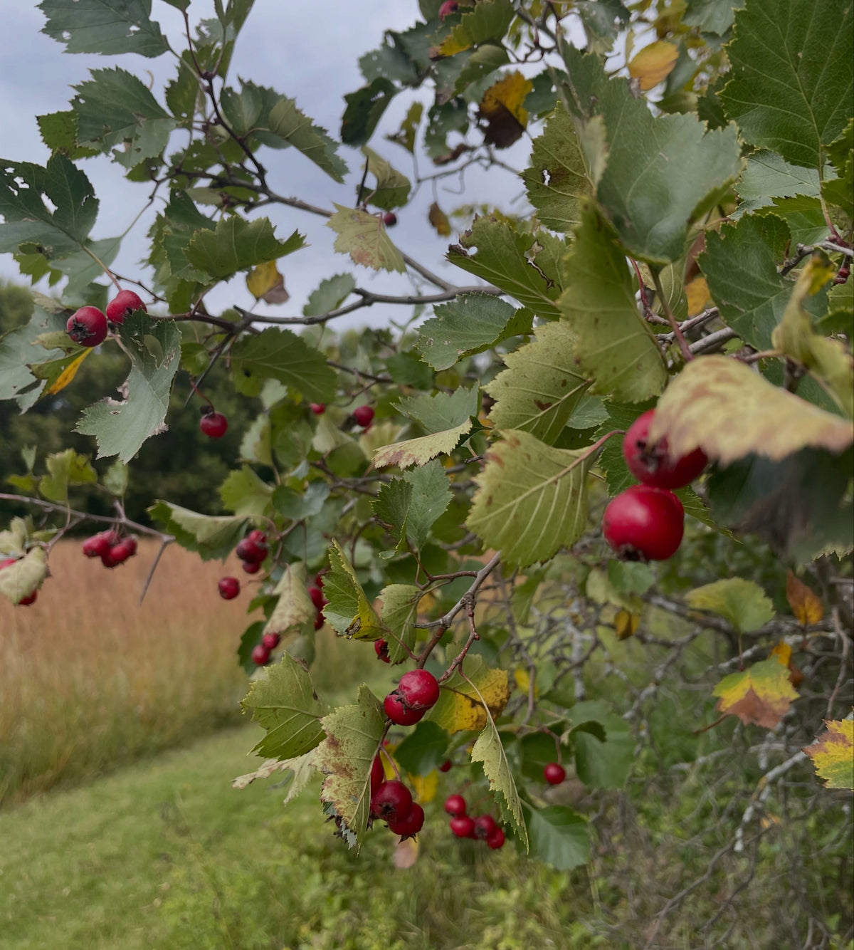 Ripe red hawthorn fruit along a thorny branch