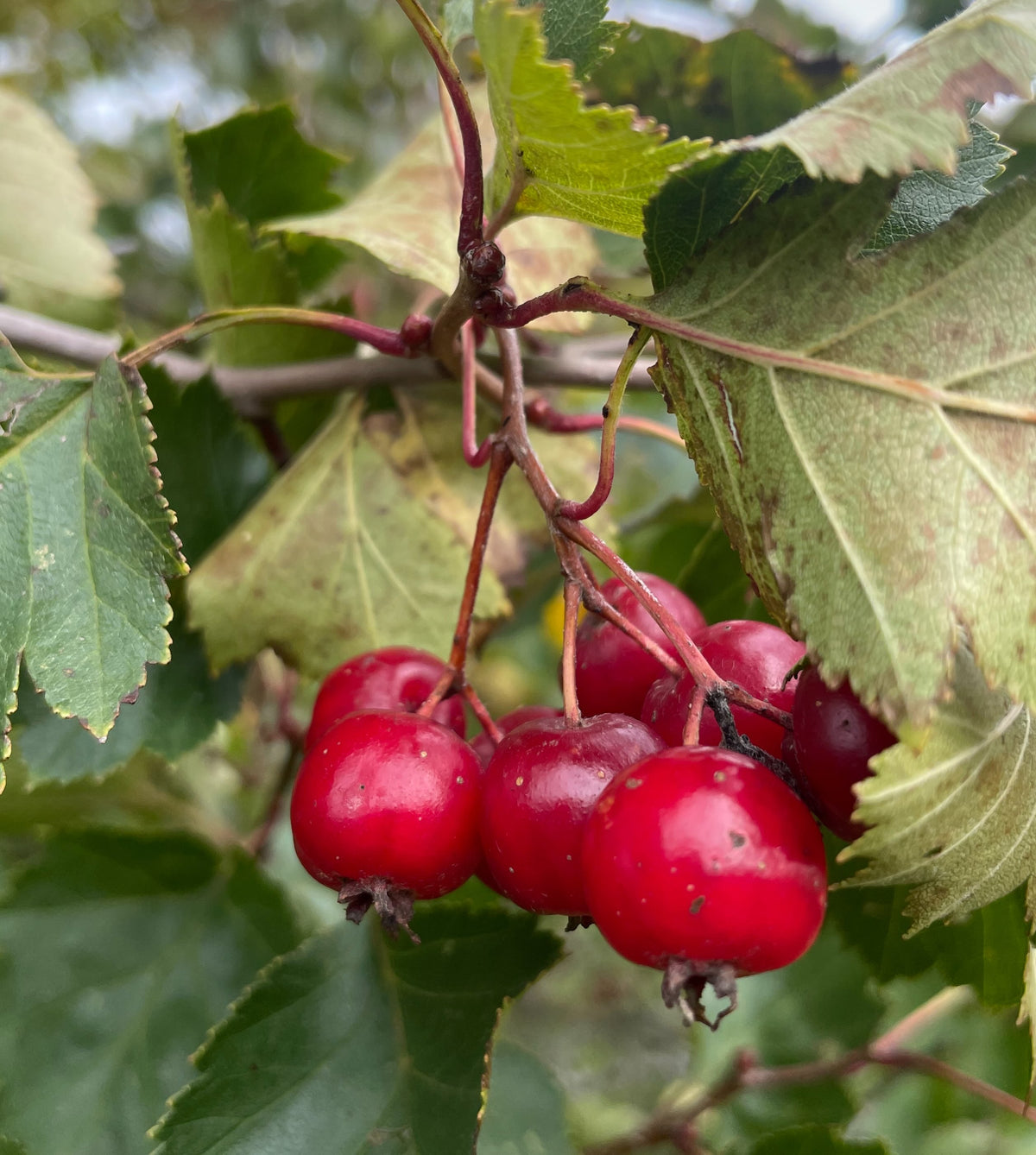 Close view of glossy red hawthorn fruit beneath lobed leaves